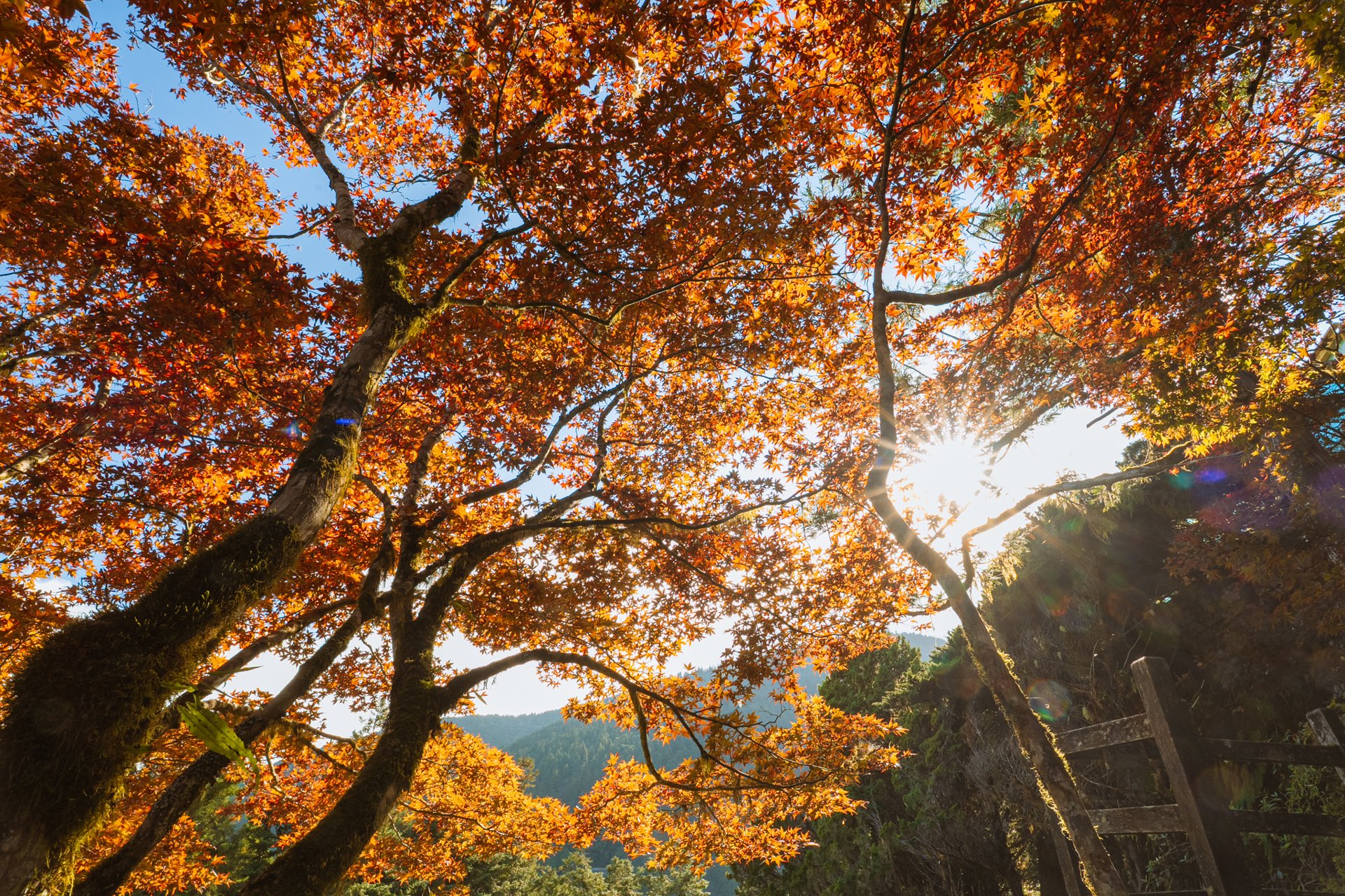 太平山陽光穿過紅葉與樹枝